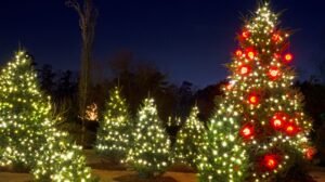 Christmas Lights